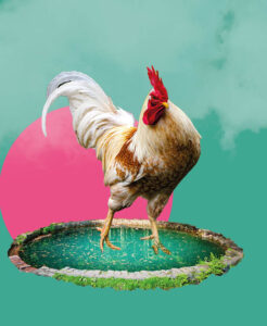 Imagen collage de un gallo sobre un estanque circular con fondo verde turquesa y círculo rosa